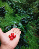 Corpachi Pacamara Anaerobic Natural