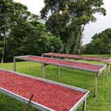 Corpachi Pacamara Anaerobic Natural