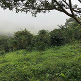 Ponderosa Geisha Anaerobic Natural