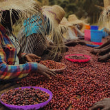 Alo Special Hybrid Washed