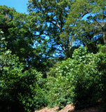 Jurutungo Geisha Natural #683